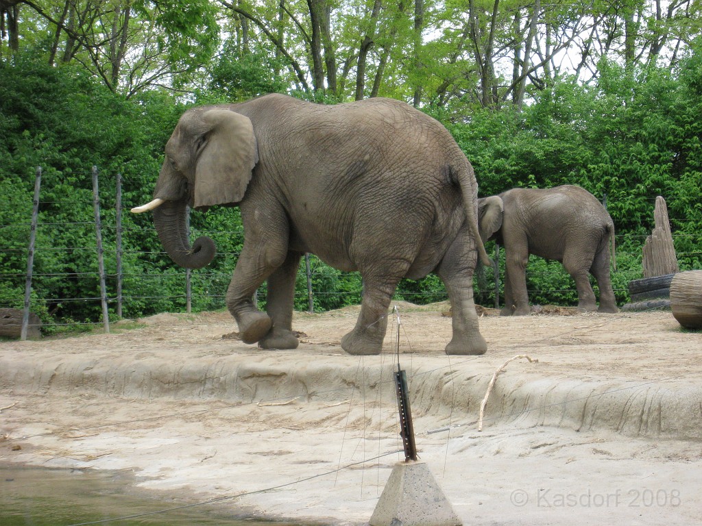 Dart Frog Dash 08 0576.jpg - The Toledo Ohio Zoo held the 2008 Dart Frog Dash 5K race on May 17, 2008. The weather was great, the race went fine, and the animals were fun to see! The highlight was the nursing Polar Bear Cubs - two 330 pound "babies" tugging on mama.